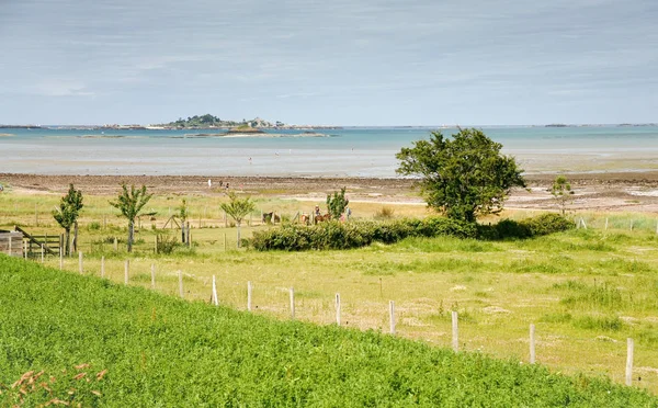 Groene Tuin Nabij Zeekust — Stockfoto