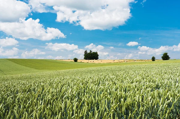 Landwirtschaft Weizenfeld Auf Dem Land Nutzpflanzen Auf Dem Feld — Stockfoto