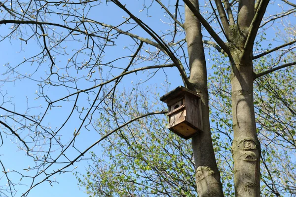 Σπιτάκι Πουλιών Στο Δέντρο — Φωτογραφία Αρχείου