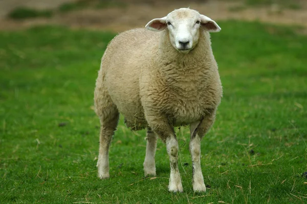 Landschappelijke Visie Landbouw Het Platteland — Stockfoto