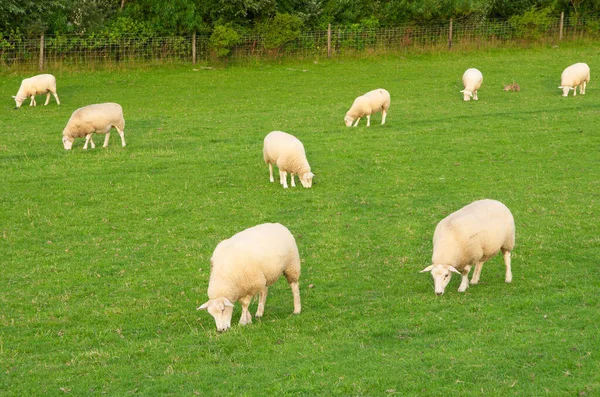 Pecore Prato Verde — Foto Stock