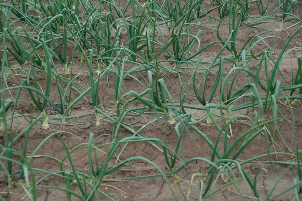 Dolor Cebollas Sobre Terreno — Foto de Stock