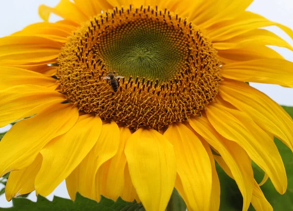 Sonnenblumen Auf Dem Feld — Stockfoto