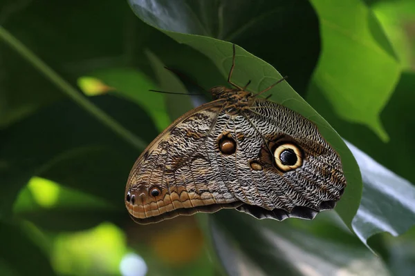 Nahaufnahme Von Wanzen Der Wilden Natur — Stockfoto