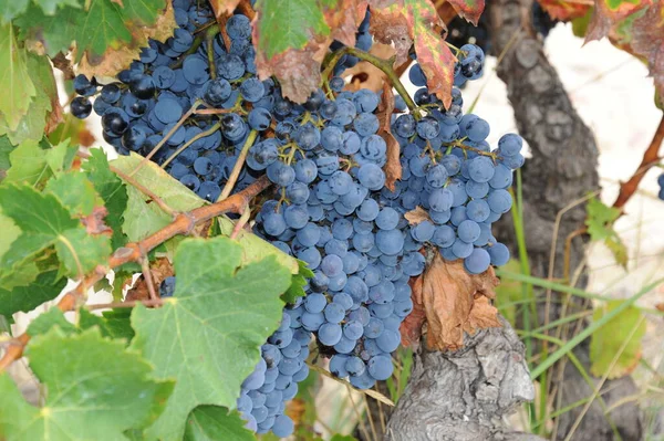 Espanha Viagem Detalhes Uvas Frescas — Fotografia de Stock