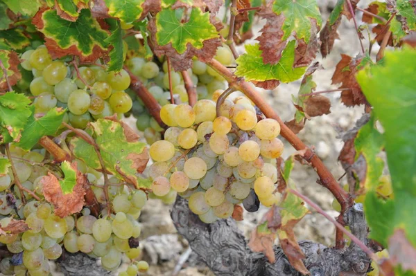 Viaje España Detalles Uvas Frescas — Foto de Stock