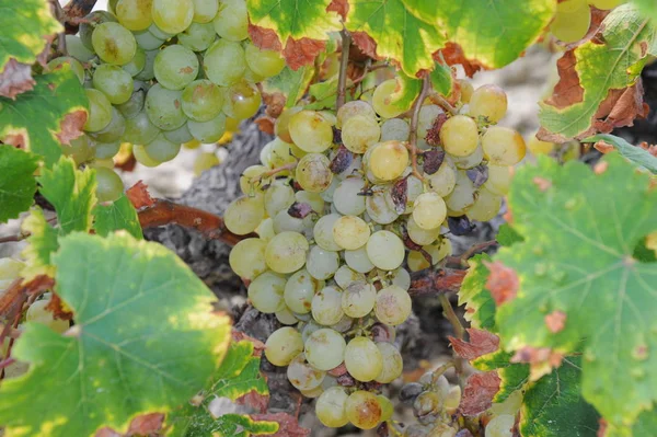 Espanha Viagem Detalhes Uvas Frescas — Fotografia de Stock