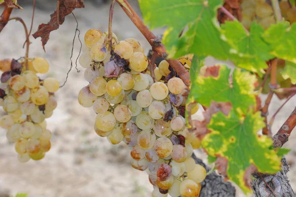 Viaje España Detalles Uvas Frescas — Foto de Stock