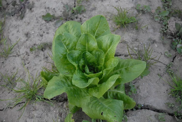 Grüner Salat Auf Dem Feld — Stockfoto