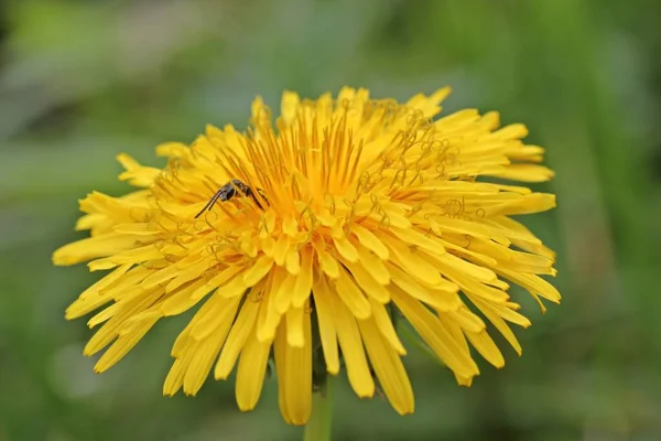 Small Wild Bee Dandelion Flower — Stock Photo, Image
