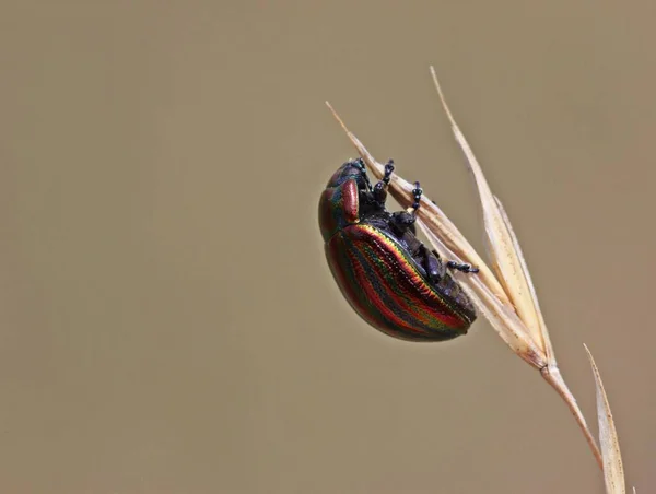 Regenbogenblattkäfer Chrysolina Cerealis Auf Grashalm — Stockfoto