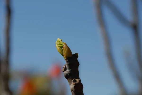 Fikon Trädgröna Blad Fruktträd — Stockfoto