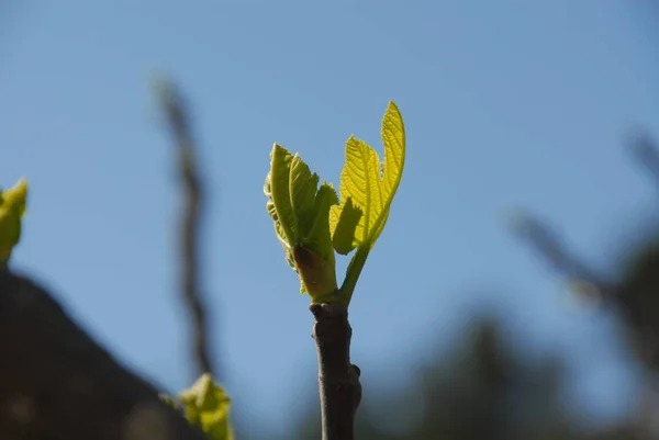 Figueira Folhas Verdes Árvore Fruto — Fotografia de Stock