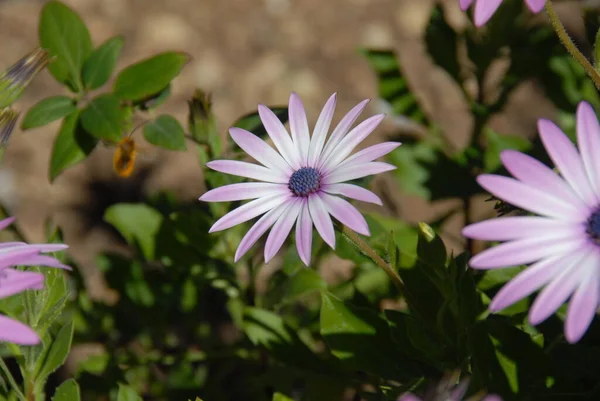 Margarita Flowers Wild Filed Flora — Stock Photo, Image