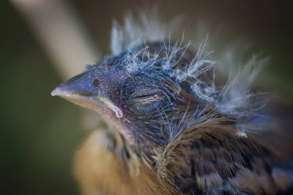 Närbild Baby Fågel Med Fluffiga Fjädrar Huvudet — Stockfoto