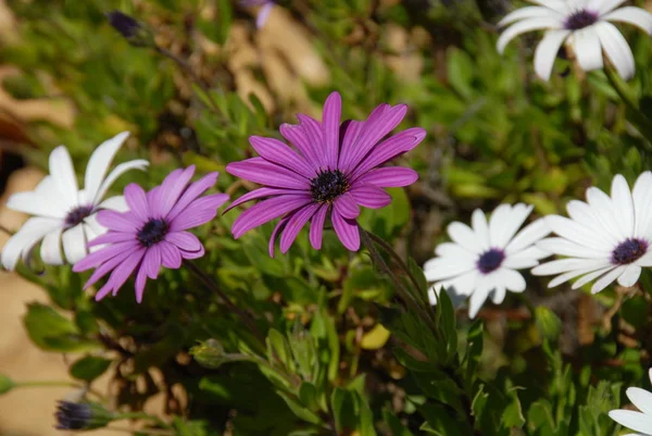 マルガリータの花野生の植物 — ストック写真