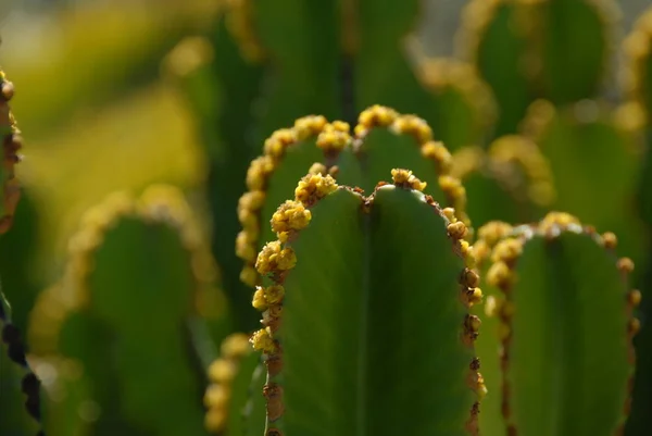 Färgglada Blommor Växer Utomhus — Stockfoto