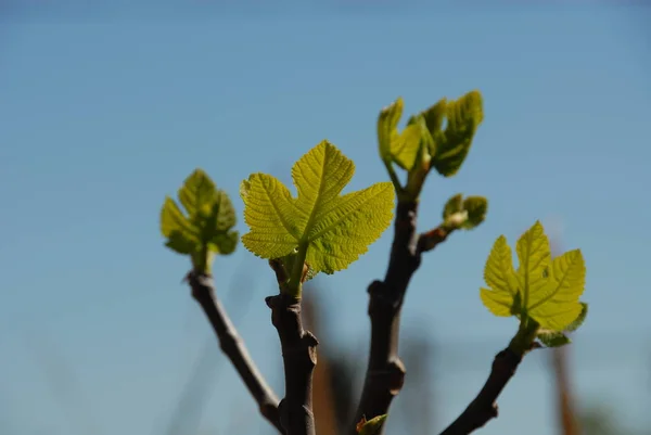 イチジクの実木の緑の葉果物の木 — ストック写真