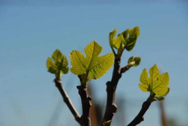 Figueira Folhas Verdes Árvore Árvore Fruto — Fotografia de Stock