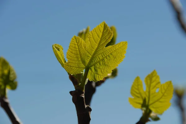 Figueira Folhas Verdes Árvore Árvore Fruto — Fotografia de Stock