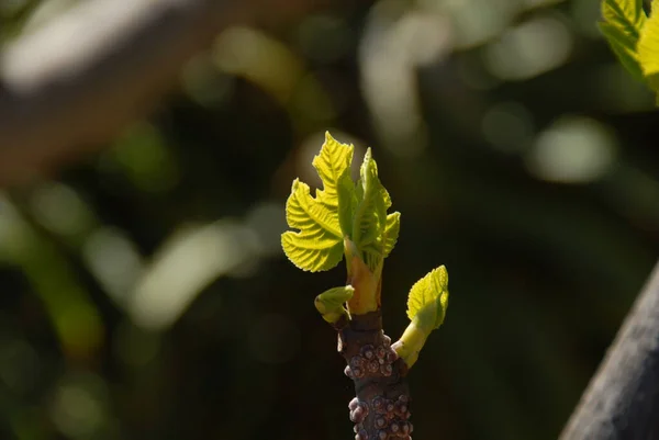 Figueira Folhas Verdes Árvore Árvore Fruto — Fotografia de Stock