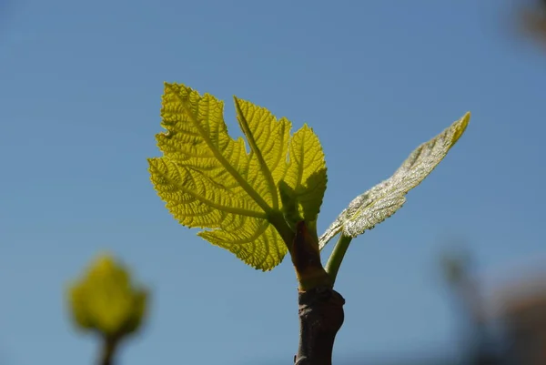 Vijgenvruchten Boomgroene Bladeren Fruitboom — Stockfoto