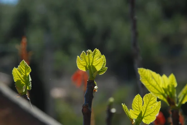 Vijgenvruchten Boomgroene Bladeren Fruitboom — Stockfoto