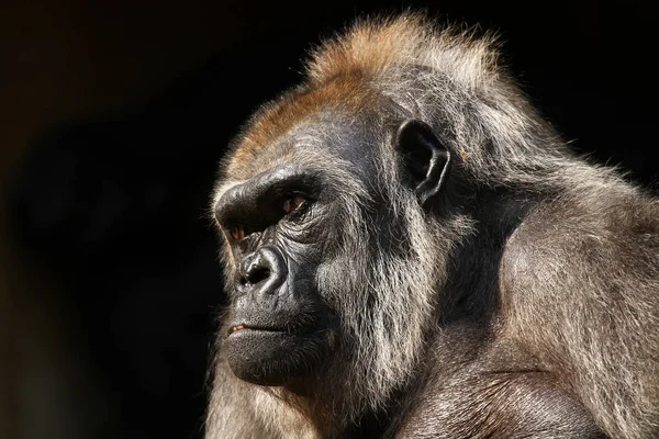 Primat Hayvan Goril Maymun Maymun — Stok fotoğraf