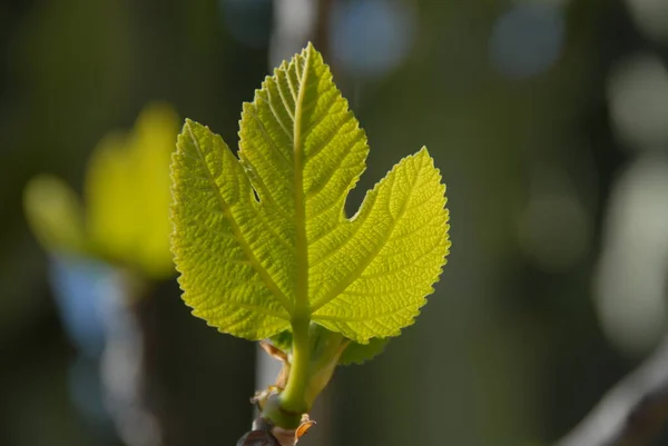 Hoja Pluma Nuevo Rodaje —  Fotos de Stock