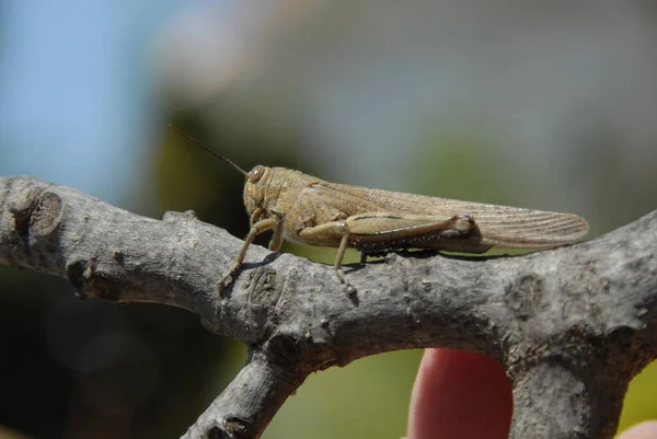 バッタ虫無脊椎動物の虫 — ストック写真