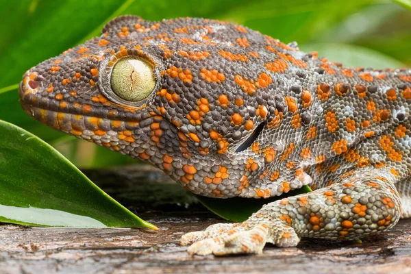 Tokeh Nahaufnahme Eines Geckos Bei Tageslicht — Stockfoto