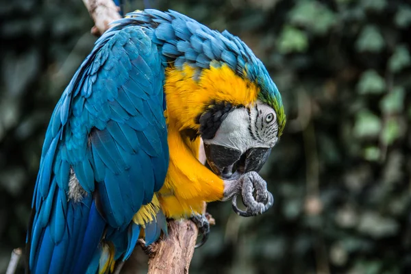 Papagei Sitzt Auf Ast Und Verkleidet Sich — Stockfoto