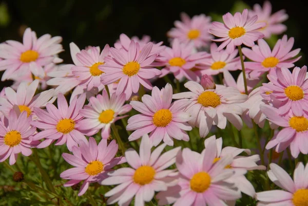 Цветы Маргарита Дикая Полевая Флора — стоковое фото
