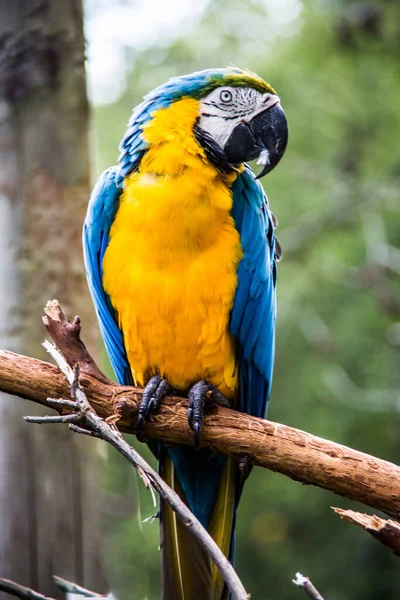 Papagaio Sentado Ramo Árvore — Fotografia de Stock