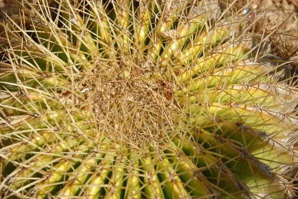 Tropická Zelená Rostlina Šťavnaté Kaktusy — Stock fotografie