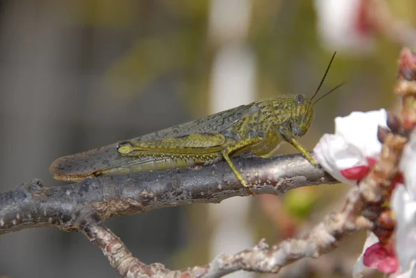 Detailní Makro Pohled Kobylku Hmyzu — Stock fotografie