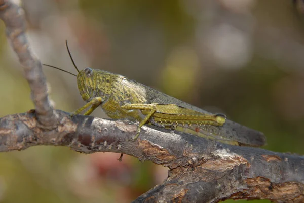 Primo Piano Macro Vista Insetti Cavalletta — Foto Stock