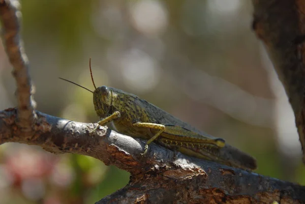 Insetto Della Cavalletta Insetto Orante Invertebrato — Foto Stock