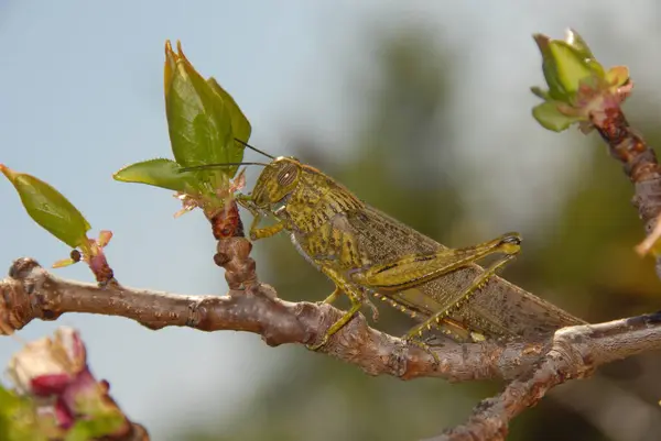 Insectensprinkhaan Krekelwants — Stockfoto