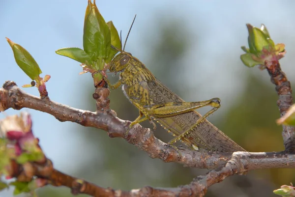 Insectensprinkhaan Krekelwants — Stockfoto