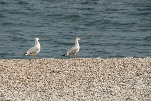 Vue Panoramique Magnifiques Goélands Oiseaux — Photo