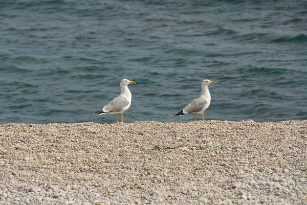 Vue Panoramique Magnifiques Goélands Oiseaux — Photo