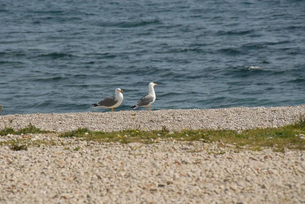 Malerischer Blick Auf Schöne Möwen Vögel — Stockfoto