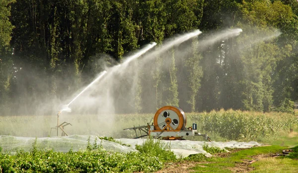 Field Irrigation Midsummer — Stock Photo, Image