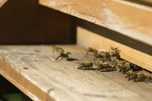 Pszczoły Miodne Przed Otworem Wejściowym — Zdjęcie stockowe