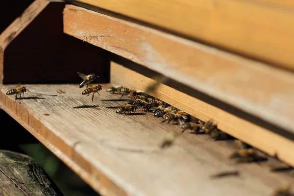 Abejas Miel Frente Del Agujero Entrada — Foto de Stock