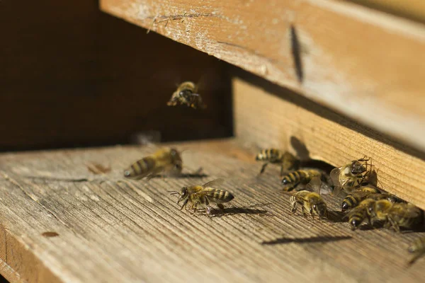Pszczoły Przed Otworem Wejściowym — Zdjęcie stockowe