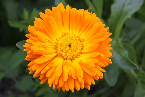 Oranje Goudsbloem Bloemblaadjes Flora Bloei — Stockfoto