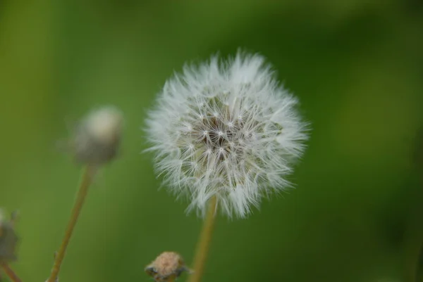 Güzel Çiçekler Çiçek Konsepti — Stok fotoğraf