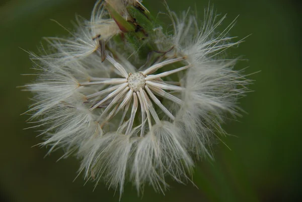 Vacker Botanisk Skott Naturliga Tapeter — Stockfoto